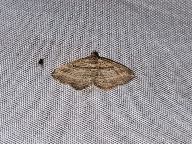 Costaconvexa polygrammata - soksávú araszoló