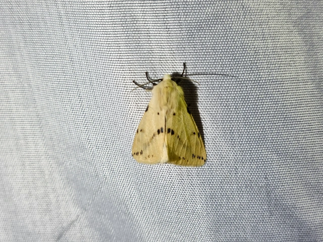 Spilarctia lutea - sárgás medvelepke