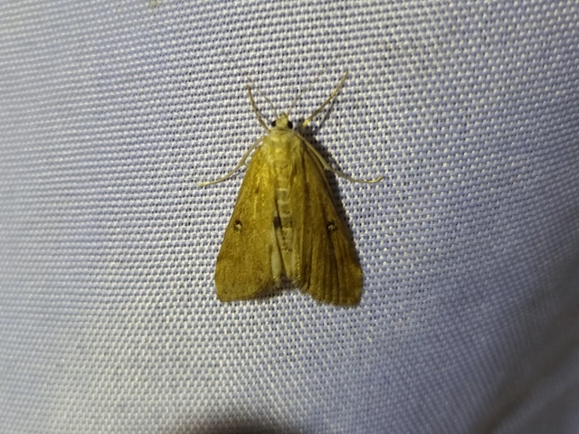 Parapoynx stratiotata - közönséges vízimoly