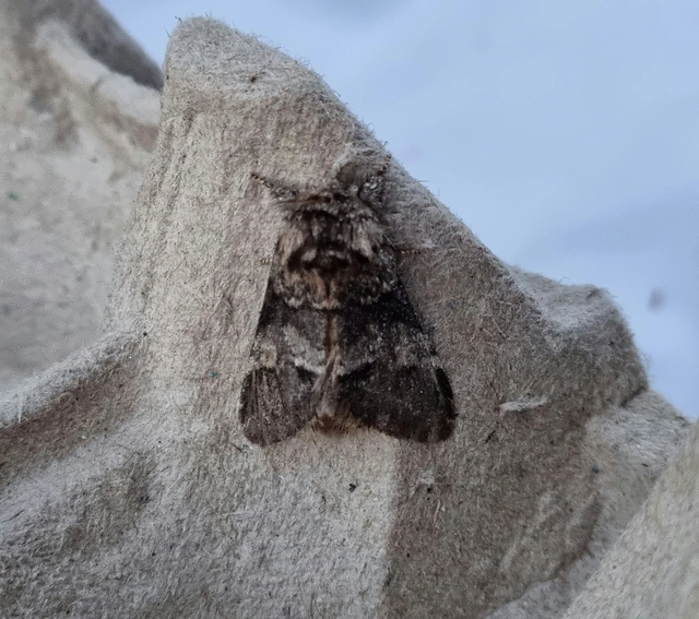 Drymonia dodonea - bélyeges púposszövő