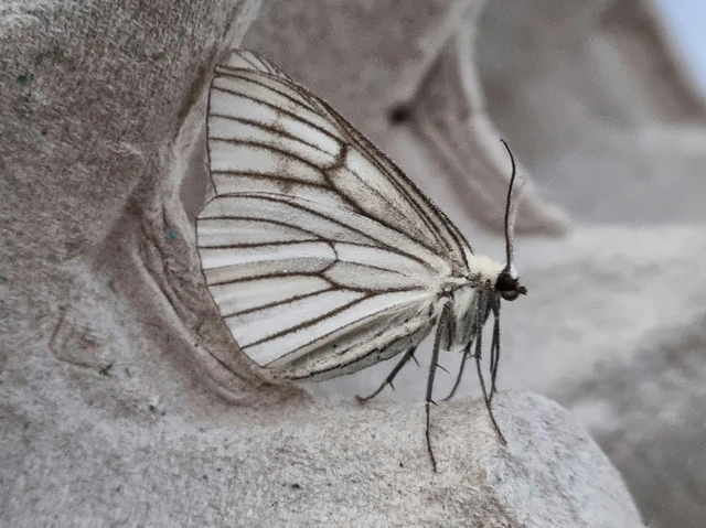 Siona lineata - vonalas fehéraraszoló
