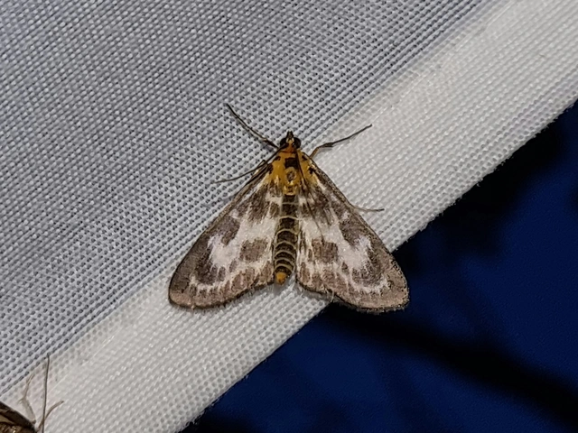 Anania hortulata - tarka csalánmoly