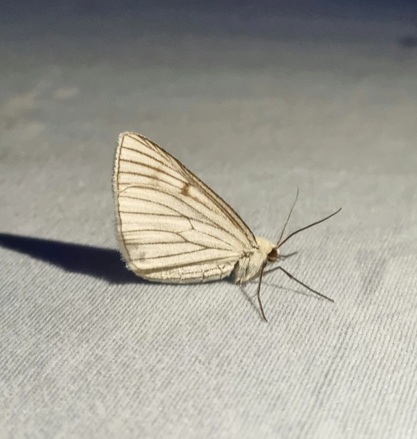Siona lineata - vonalas fehéraraszoló