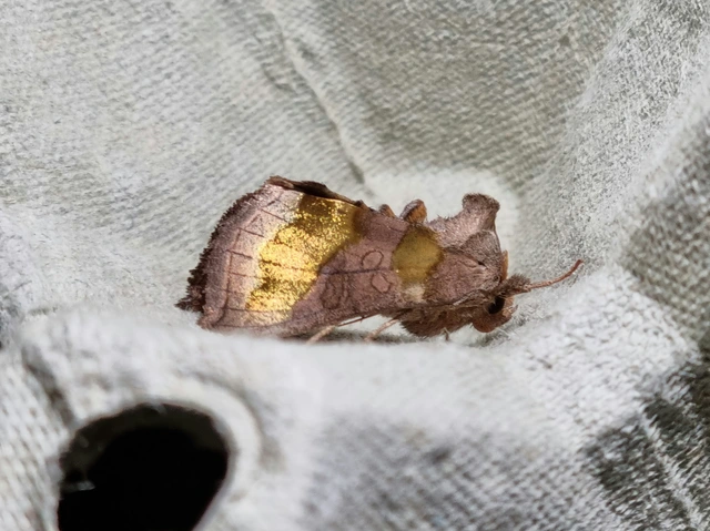 Diachrysia chrysitis - aranybagoly