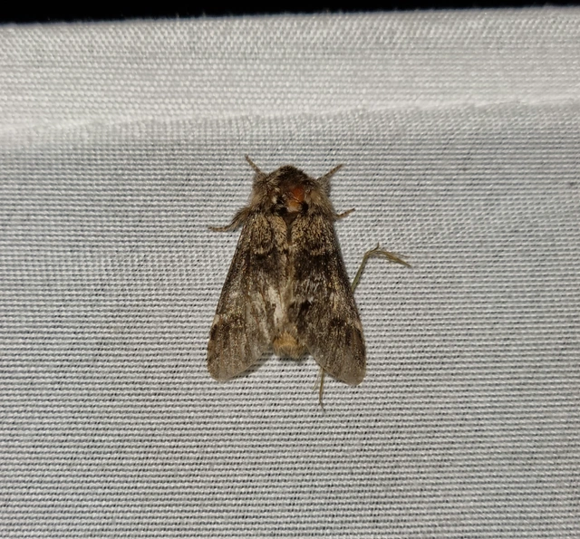 Drymonia dodonea - bélyeges púposszövő