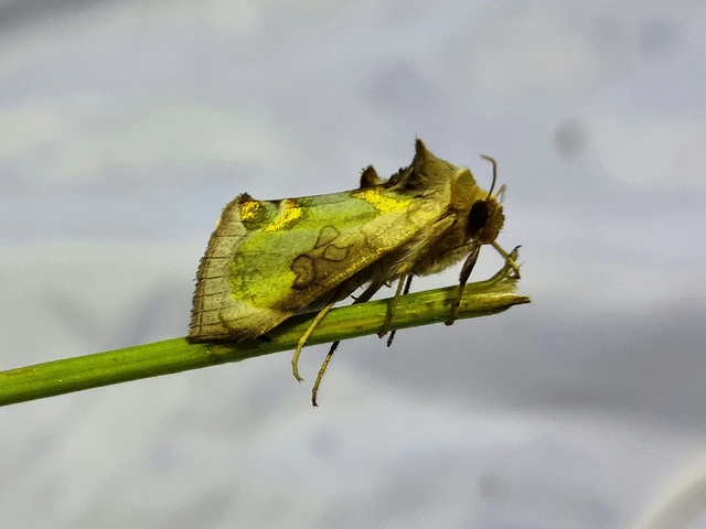 Diachrysia zosimi - nemes aranybagoly
