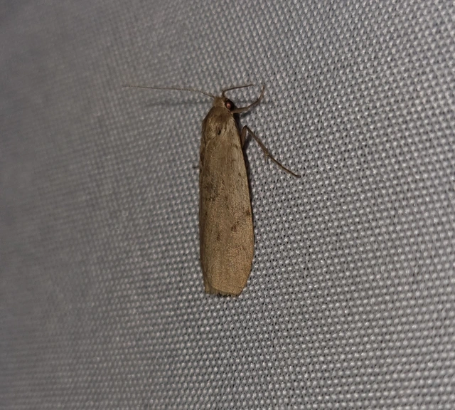 Pelosia muscerda - hamvas zuzmószövő
