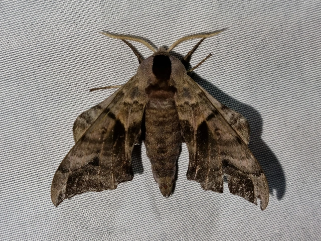 Smerinthus ocellatus - esti pávaszem