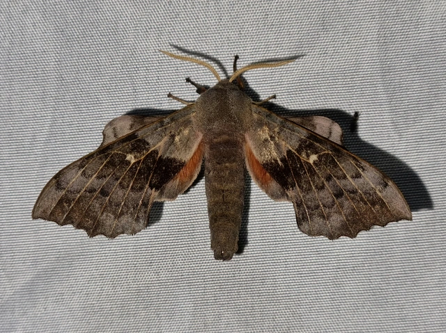 Laothoe populi - nyárfaszender