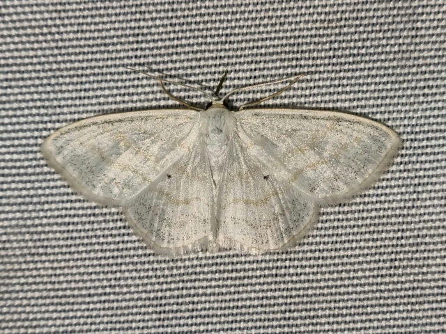 Scopula caricaria - mocsári fehéraraszoló