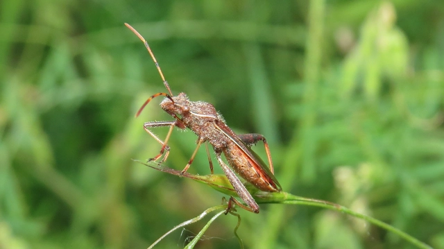 Camptopus lateralis - görbelábú karimáspoloska