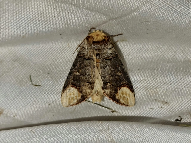 Phalera bucephala - sárgafoltos púposszövő