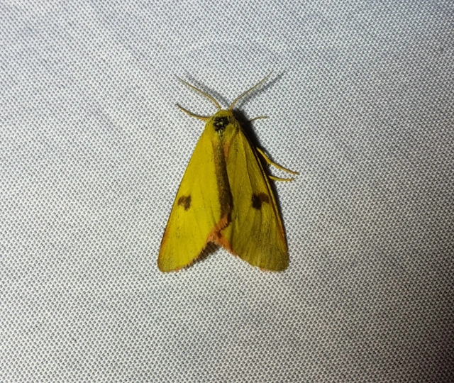 Diacrisia sannio - vörösszélű medvelepke