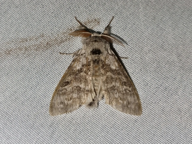 Calliteara pudibunda - hamvasszövő
