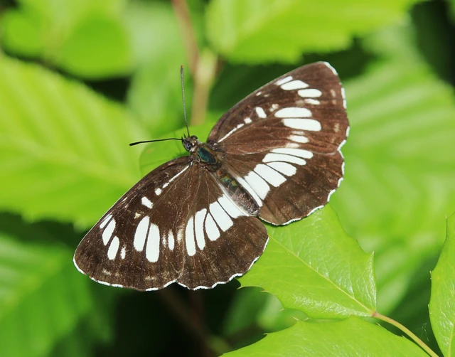 Neptis rivularis - nagy fehérsávoslepke