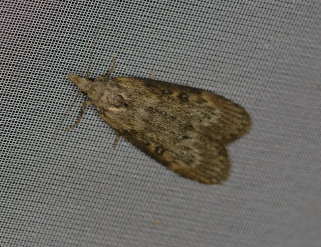 Lamoria