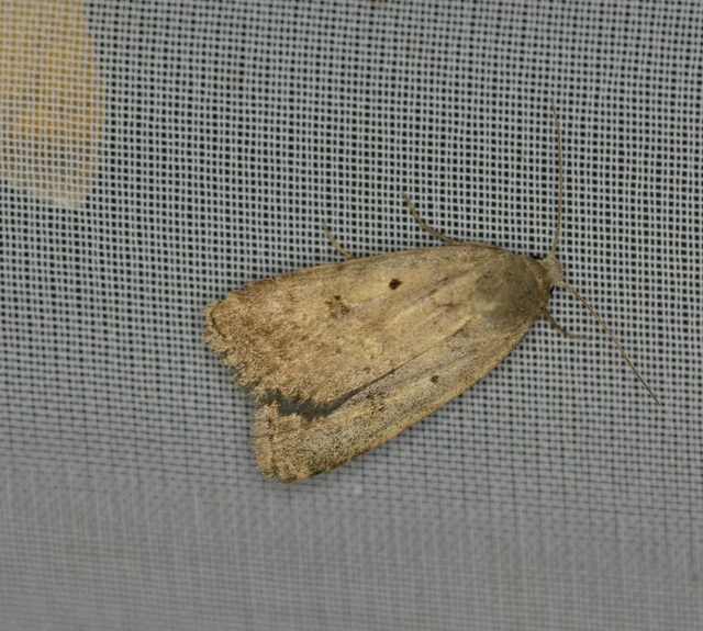 Athetis gluteosa - nyugtalan lápibagoly