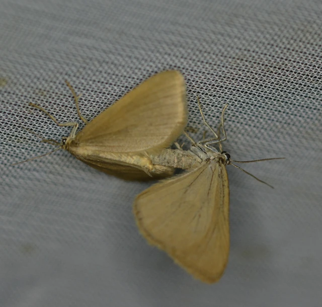 Minoa murinata - kutyatej-araszoló
