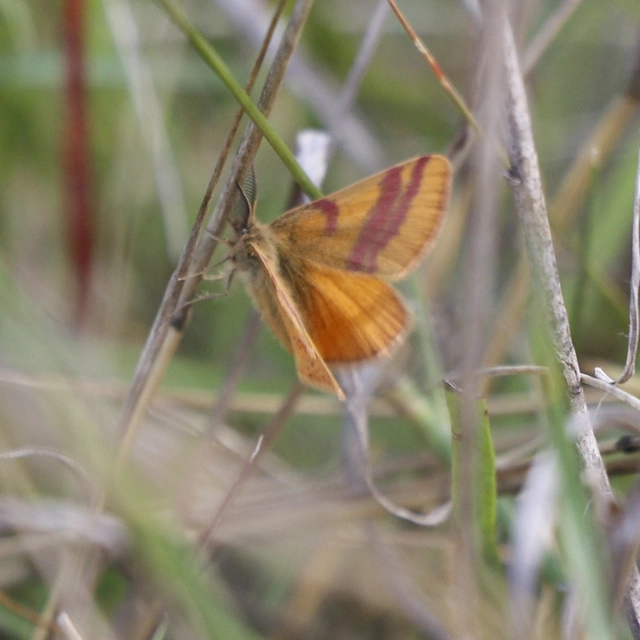 Lythria cruentaria - bíborcsíkos araszoló