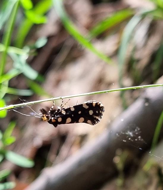 Euplocamus anthracinalis - fésűscsápú korhadékmoly
