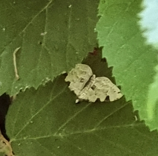 Colostygia pectinataria - zöld levélaraszoló