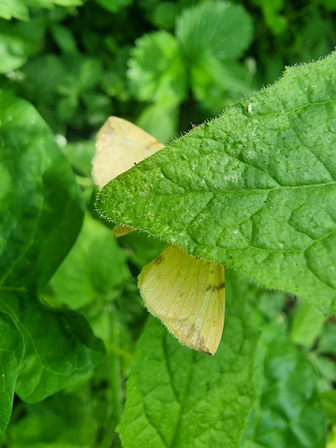 Eulithis pyraliata - sárga galajaraszoló