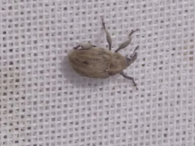 Sibinia pellucens - mécsvirágormányos