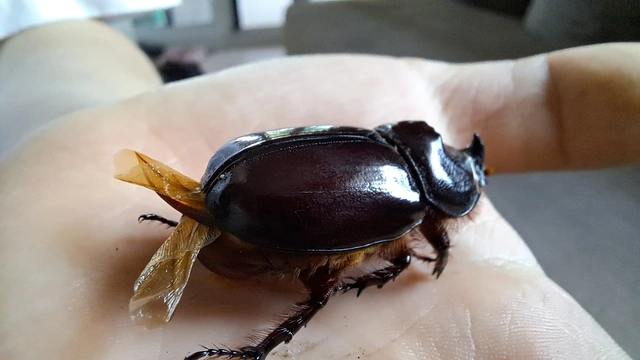 Oryctes nasicornis - orrszarvú bogár