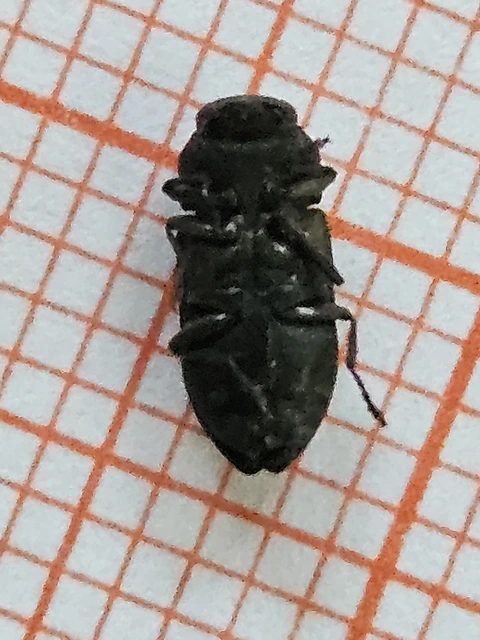 Anthaxia quadripunctata - fekete virágdíszbogár Anthaxia quadripunctata - fekete virágdíszbogár