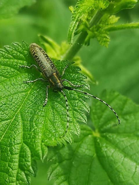 Agapanthia villosoviridescens - fehérgyűrűs bogáncscincér