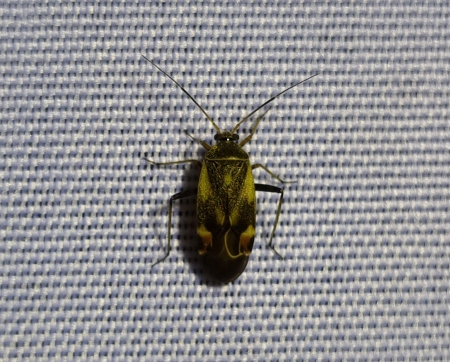 Polymerus Polymerus