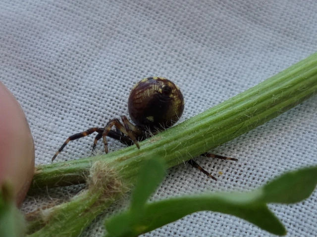 Synema globosum - fekete-sárga karolópók