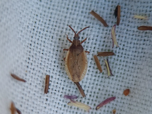 Catoplatus fabricii - vastagcsápú csipkéspoloska