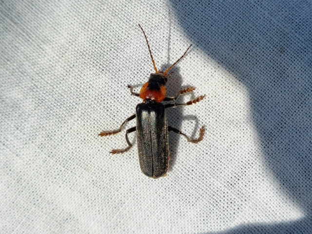 Cantharis fusca - közönséges lágybogár