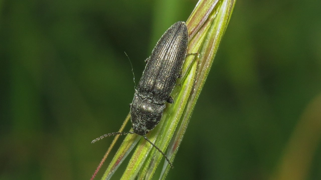 Cidnopus pilosus - szőrös pattanó