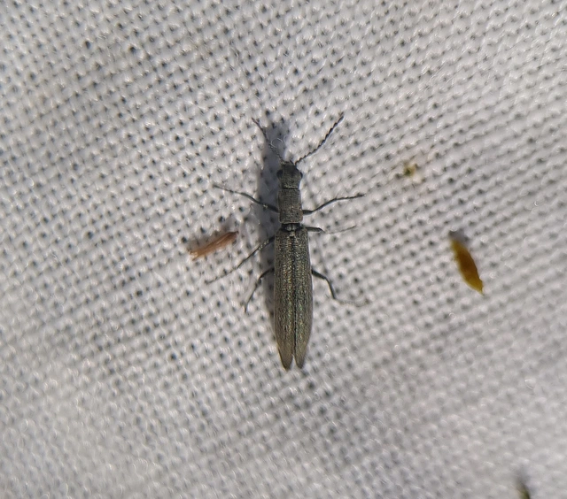 Dolichosoma lineare - ösztövér karimásbogár