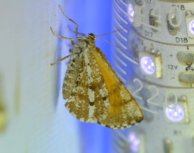 Bupalus piniaria - fenyőaraszoló