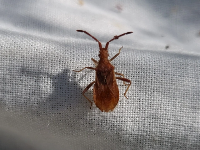 Coriomeris