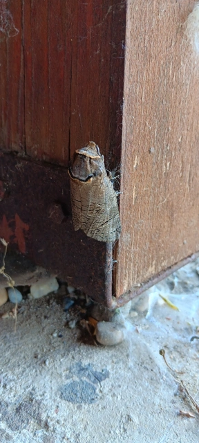 Cossus cossus - fűzfarontólepke