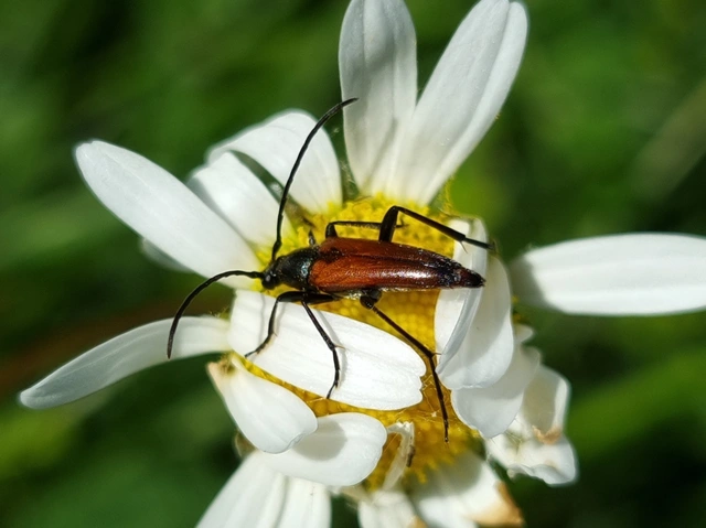 Stenurella melanura - feketevégű karcsúcincér