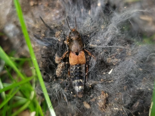 Platydracus chalcocephalus - rezes holyva Platydracus chalcocephalus - rezes holyva