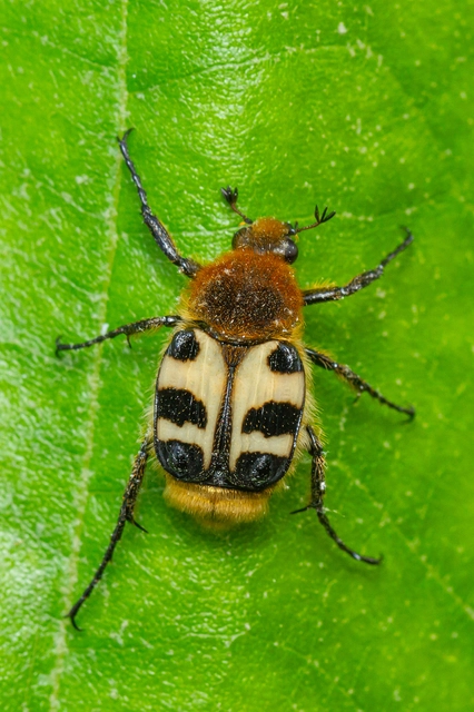 Trichius sexualis - keleti prémesbogár