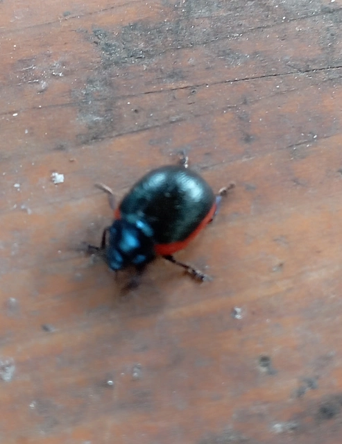 Chrysolina rossia - trapézhátú szegélyeslevelész