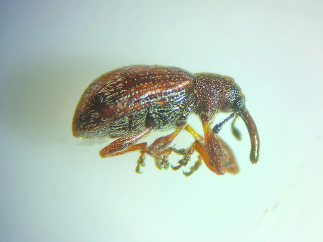 Anthonomus Anthonomus