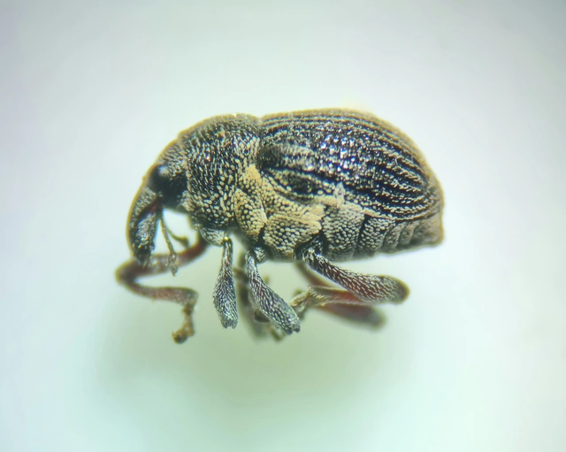 Rhinoncus leucostigma - vöröslábú sóskaormányos