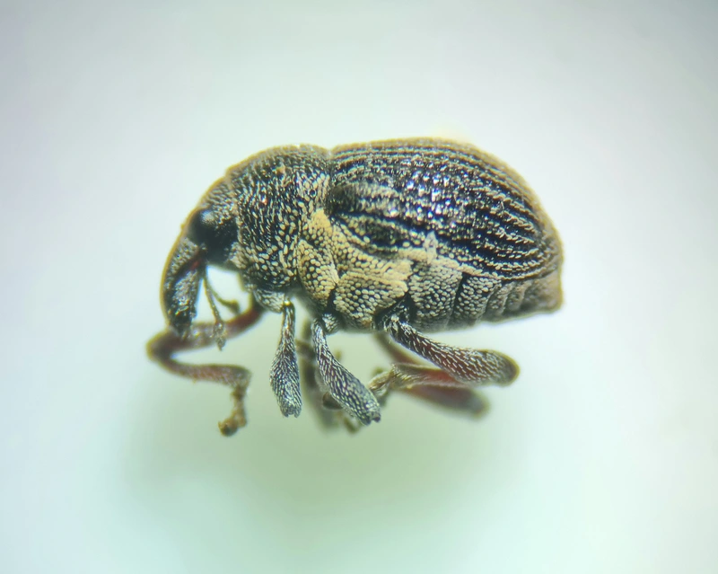 Rhinoncus leucostigma - vöröslábú sóskaormányos