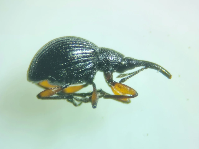 Protapion trifolii - lóherevirág-cickányormányos Protapion trifolii - lóherevirág-cickányormányos