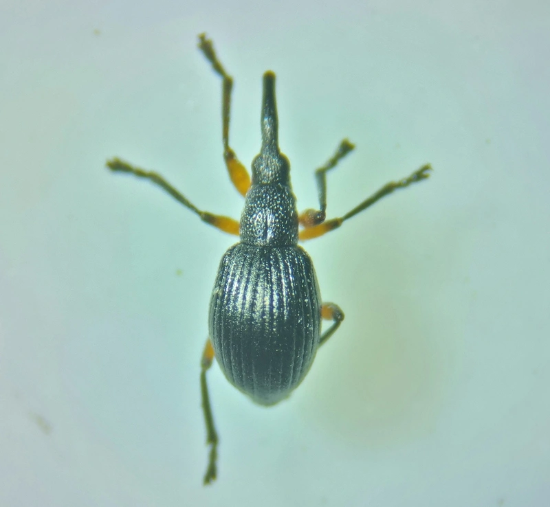 Protapion trifolii - lóherevirág-cickányormányos