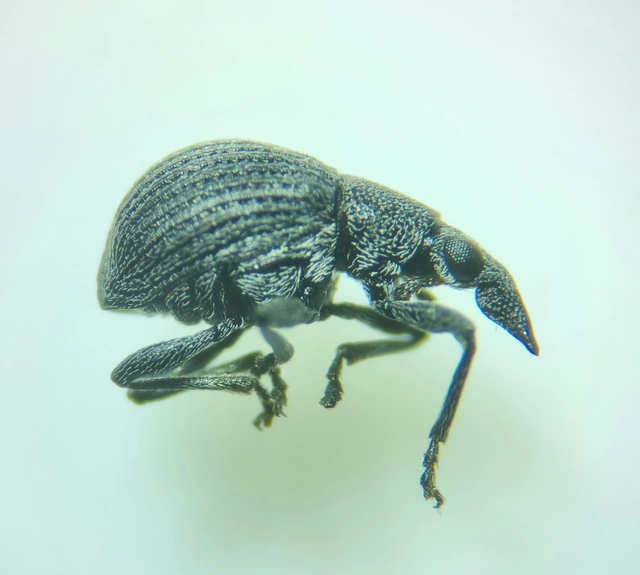 Oxystoma craccae - kaszanyügbükköny-cickányormányos