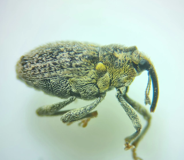 Ceutorhynchus pallidactylus - szőrös repce-ceutormányos
